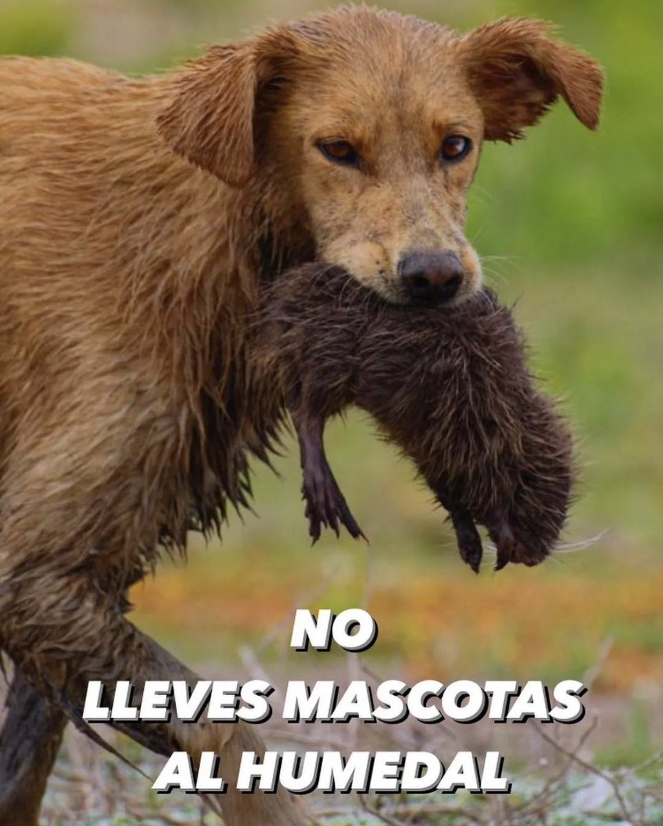 DefendamsChiloe's tweet photo. #Corta 

No lleves mascotas a lugares de FAUNA SILVESTRE

@MMAChile @sagchile @conaf_minagri https://t.co/c697cWIpIz