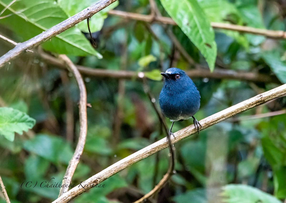 chaithanyak's tweet photo. Nilgiri Sholakili aka Nilgiri Blue Robin.

#Munnar #IndiAves #TwitterNatureCommunity #birdwatching #BirdsSeenIn2023 #ThePhotoHour #BBCWildlifePOTD #natgeoindia #WaytoWild #birds #birdphotography #birdsoftwitter @WildlifeMag #Nikon @IndiAves https://t.co/3WogiaLju6