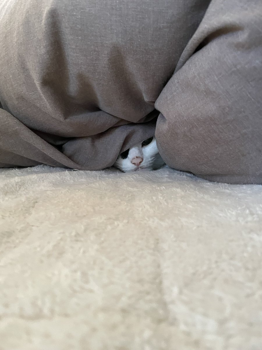 GJ1925's tweet photo. もぐる猫
#猫 https://t.co/QiG5xP9wtR