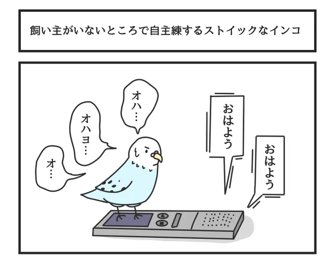 飼い主がいないところで自主練するストイックなインコ 