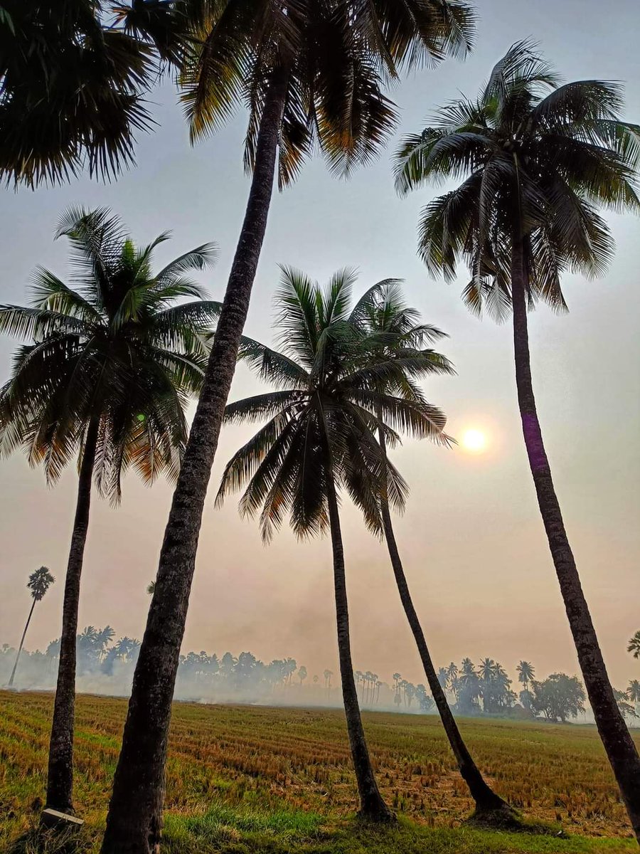 Praveen_nature's tweet photo. #Nature #Naturelover #Naturebeauty #NaturePhotography #Greenary #Paddy #Paddyfeilds #Village #Villagebeauty #Konaseema #Amalapuram #Palakollu #Andrapradesh #India https://t.co/n7NCTWMPIG