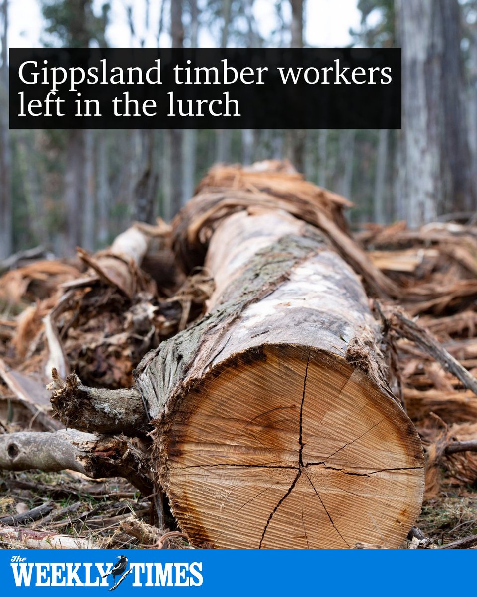 🌲 The Victorian Government has planted just 0.01 per cent of the 30 million trees promised to assist timber workers - six years on from the announcement. 📍 See the details here >>> bit.ly/3T2NamY