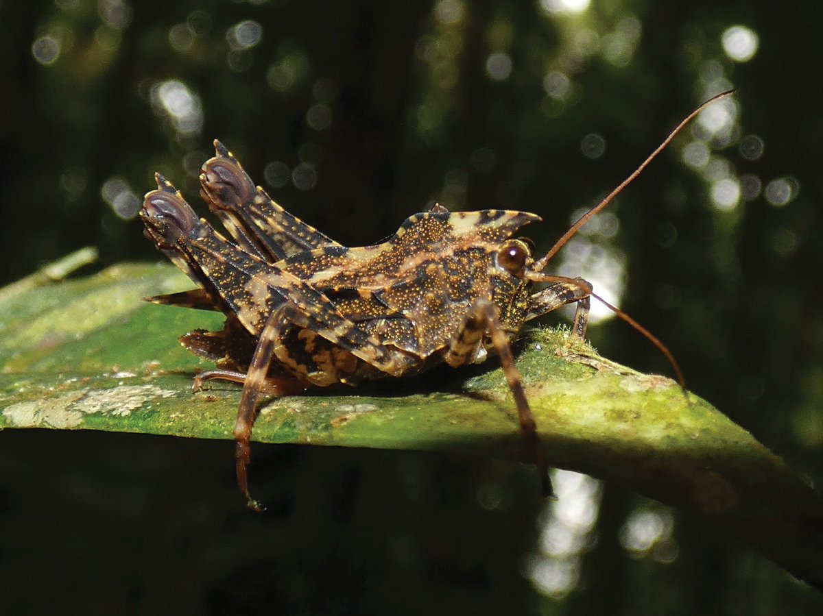 #NewSpecies
New pygmy grasshopper from Panama just hopped in:

Procellator kai
Holotype: @UNIVERSIDAD_PMA

Treatment: treatment.plazi.org/id/038087A9-D6…
Publication: doi.org/10.37520/aemnp…
@ActaEntomol @OrthopteraR @entomologyArt @OrthopteraCH

#FAIRdata
#nature #biodiversity #conservation