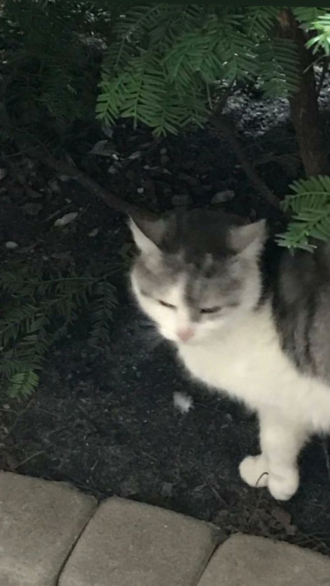 ppnywp2's tweet photo. 🐈‍⬛ https://t.co/gy7bYMhXV8