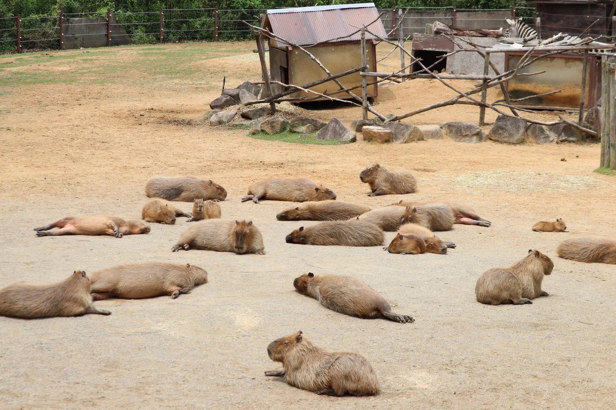 CAPYBARA_MAN's tweet photo. the capybara council has gathered for a nap https://t.co/9ekvBHNJP0