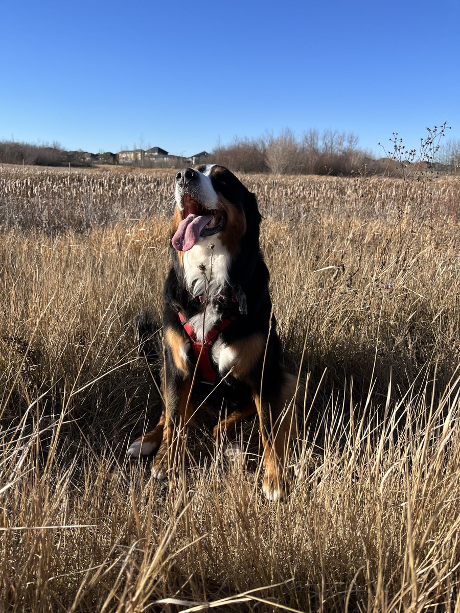 LittleDenene's tweet photo. Someone had the zoomies and is now limping. Getting old is a universal experience among the living! 😂
#solidaritysister #dogsofx #allfunandgamesuntil https://t.co/FgYxU1LFXq