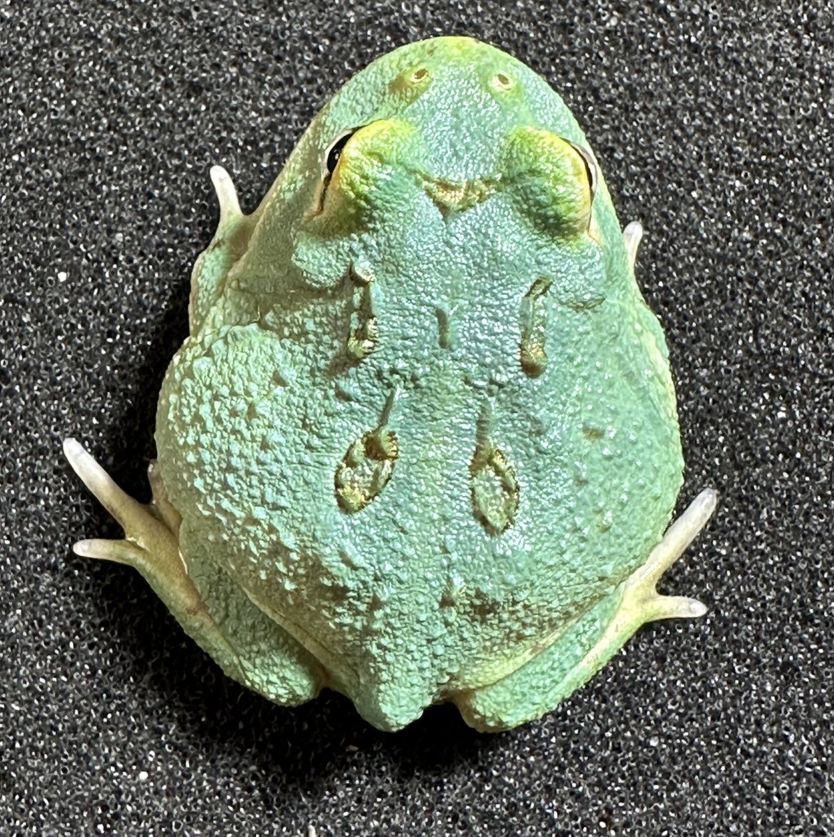 Bears_Frog's tweet photo. 🐸Bears Frog プレゼント企画 第18弾🐸クランウェルツノガエル マスカットを3名様にプレゼント致します🙌
【応募期間】11月28日～11月30日
【応募方法】フォロー＆リツイート
【当選発表】12月1日にこちらに当選者を発表＆DMさせて頂きます。偽アカウントのDMにはアクセスしないようご注意ください https://t.co/7nZaZvtyEI