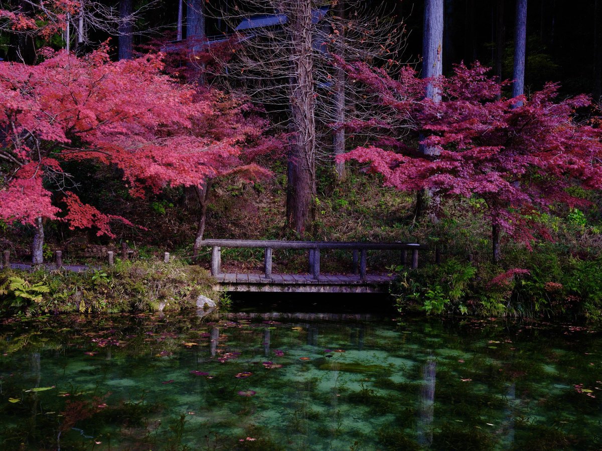 catbinet_'s tweet photo. @PhotoRose1997 nice to meet you ! sending autumn vibe 🍁🍂 https://t.co/vwgOyF7GEq