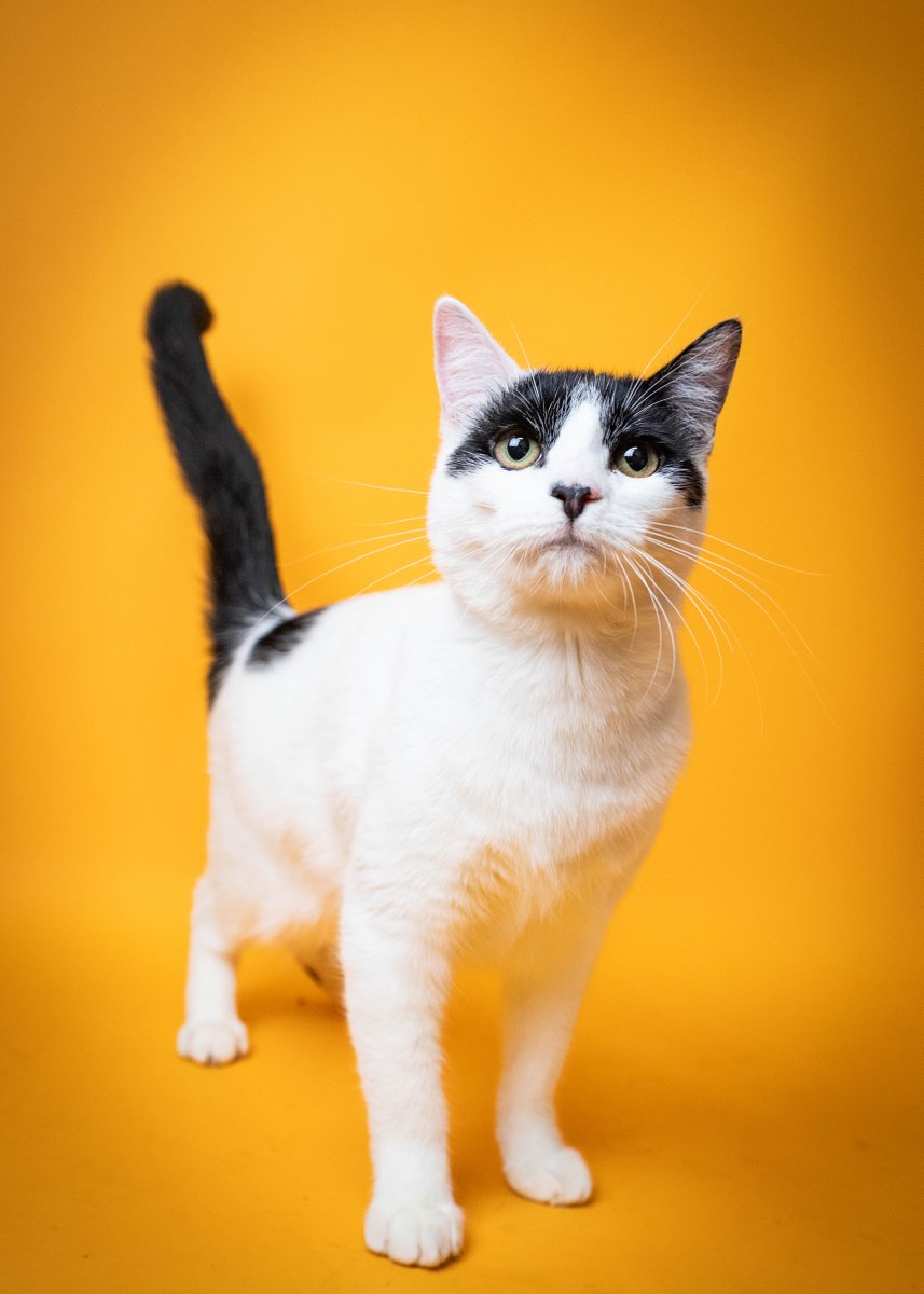 Did you see Bast (26420), a super sweet, social and playful girl, ❤️ on@cvtksee24?  Our "Dreaming of a Home for Christmas," campaign gives adopters the opportunity to adopt a dog or cat for $0-$25. 

ADOPTION INFO: bit.ly/3xNg4dp