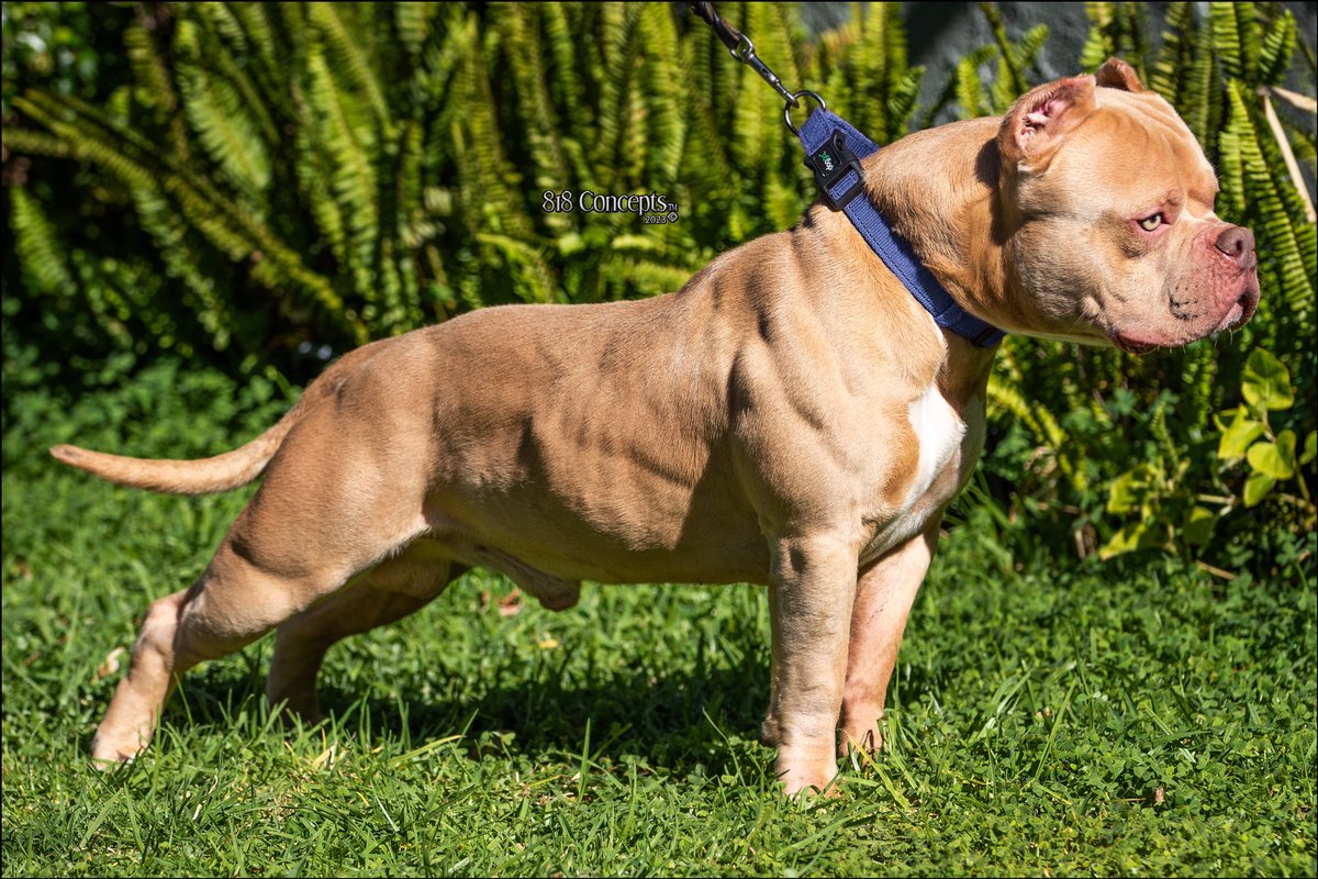 818 Concepts tweet media