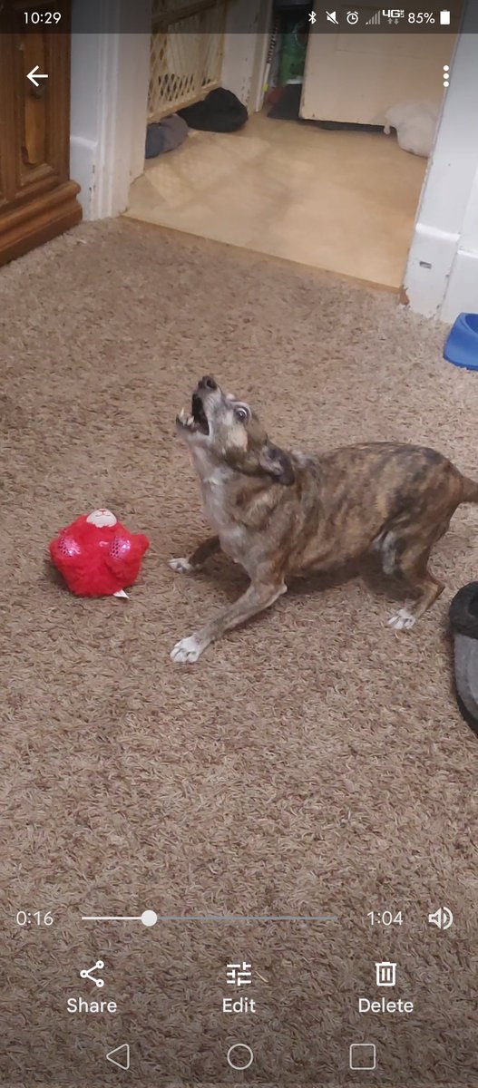 TheReject000's tweet photo. @PuppiesIover These are my dogs, Luna is on the left and Max is on the right 😁 https://t.co/2vqHhOAqtn