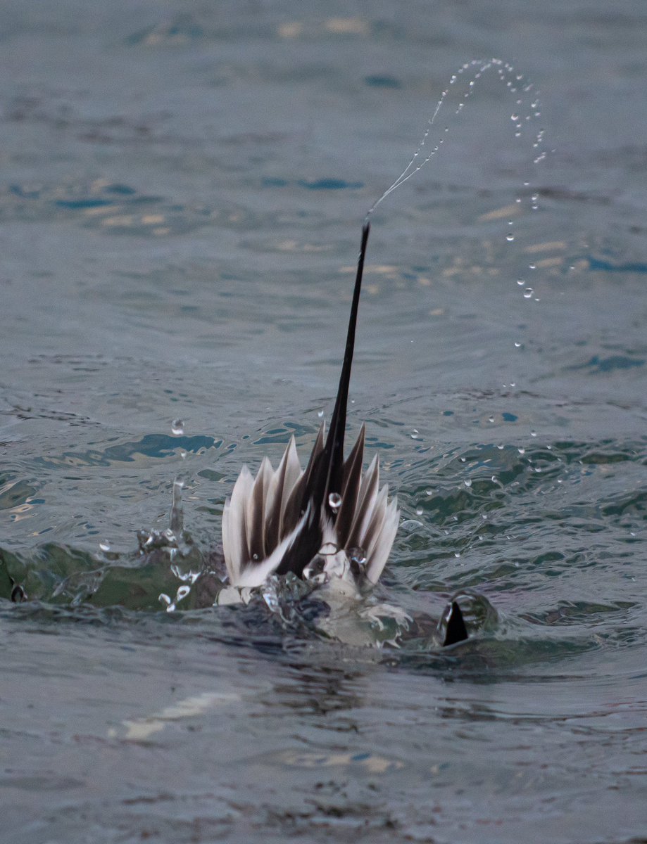 PaulHdigiman's tweet image. Just a few more of the splendid Male Long Tailed Duck ! 😊 #digiscoping #manualfocus #digiscoper #kowascoping #lumixuk #panasonicg9 #iPhone15ProMax #benrouk #varioadapter @LumixUK @lumixcan @LumixUSA @Benro_UK @KowaOptics @BBCSpringwatch @natgeowild @WildlifeMag