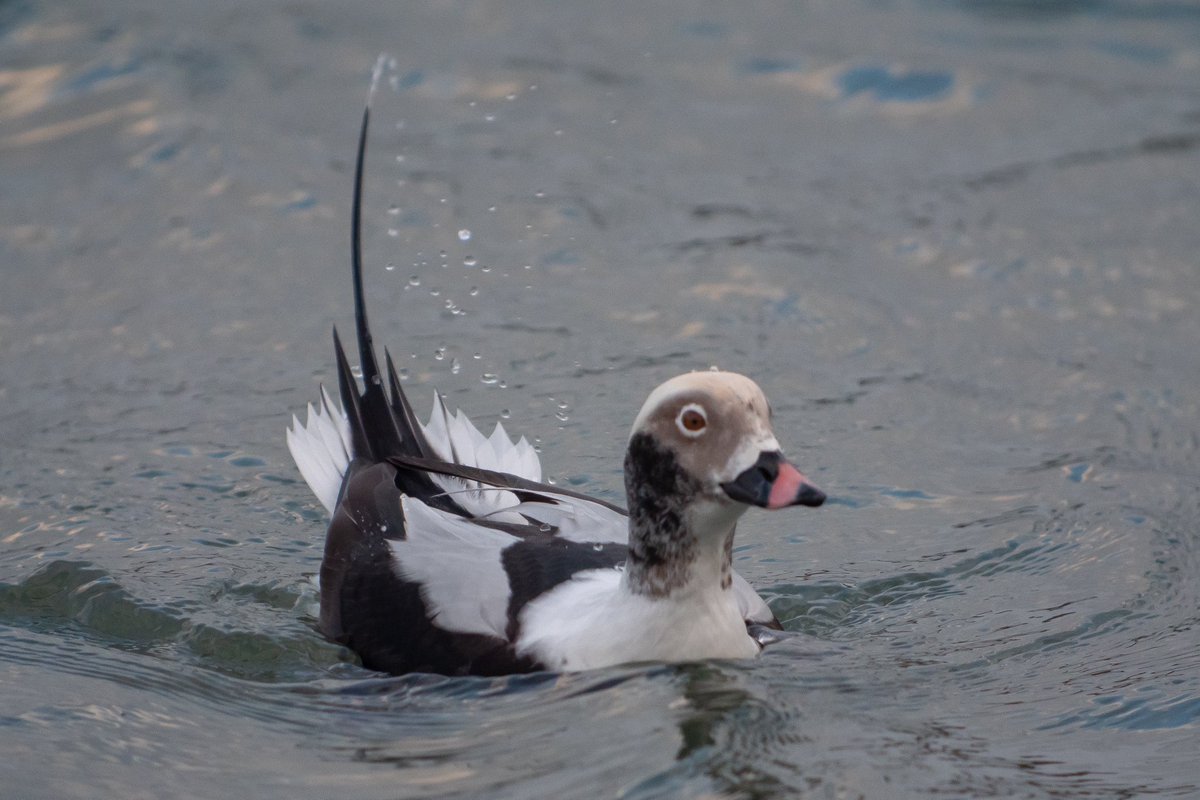 PaulHdigiman's tweet image. Just a few more of the splendid Male Long Tailed Duck ! 😊 #digiscoping #manualfocus #digiscoper #kowascoping #lumixuk #panasonicg9 #iPhone15ProMax #benrouk #varioadapter @LumixUK @lumixcan @LumixUSA @Benro_UK @KowaOptics @BBCSpringwatch @natgeowild @WildlifeMag