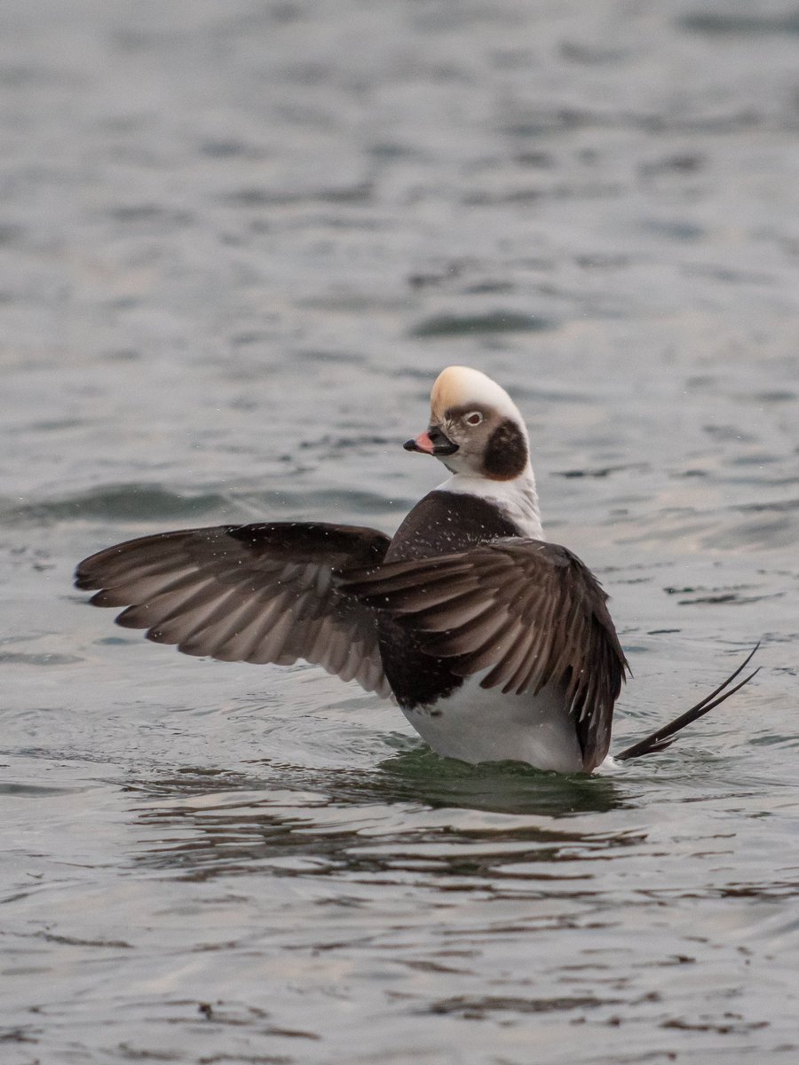 PaulHdigiman's tweet image. Just a few more of the splendid Male Long Tailed Duck ! 😊 #digiscoping #manualfocus #digiscoper #kowascoping #lumixuk #panasonicg9 #iPhone15ProMax #benrouk #varioadapter @LumixUK @lumixcan @LumixUSA @Benro_UK @KowaOptics @BBCSpringwatch @natgeowild @WildlifeMag