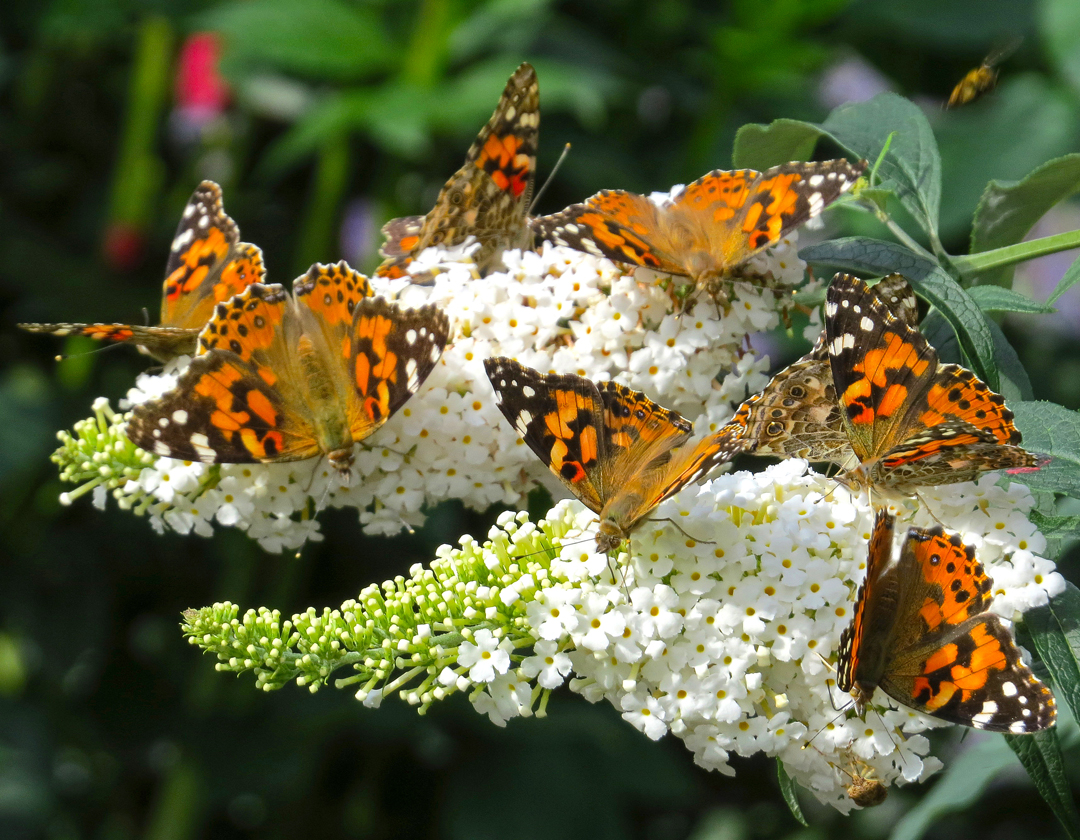 jloro0604's tweet photo. @kirola_hemant Eight painted ladies, Assiniboine Park, Winnipeg https://t.co/2imNqotZ7Y