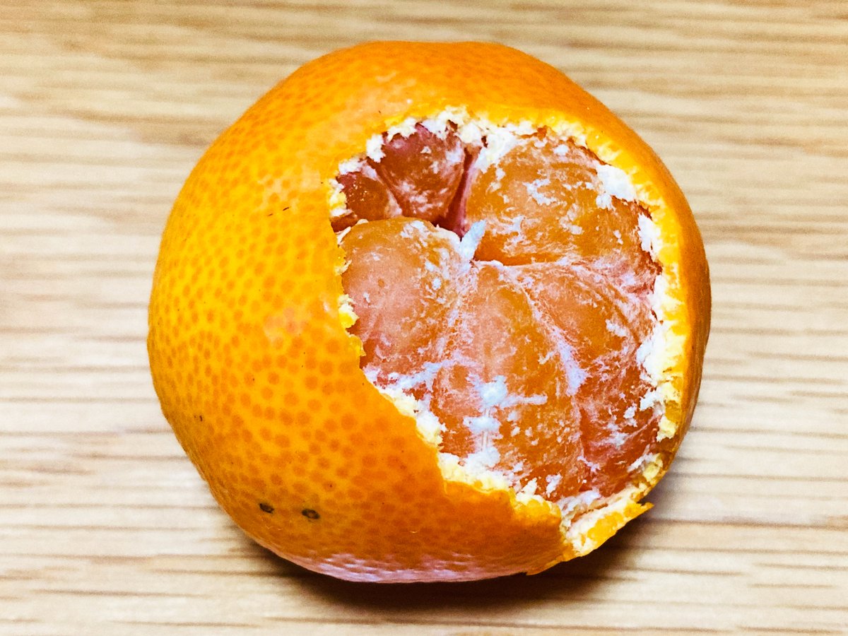 nomakajuen's tweet photo. みかん配りの最中ですが次のみかん配りを発動します。もはや中毒ですね。

11/30 23:59までにフォロー＆リポストで激ちっちゃみかんを2名様にあげます！

Q. そういえばみかんの木からどれだけみかんが採れるのかの話はどうなったんですか？
A. 結果をYouTubeで公開しましたのでツリーからどうぞ https://t.co/pWbhTZTDUi
