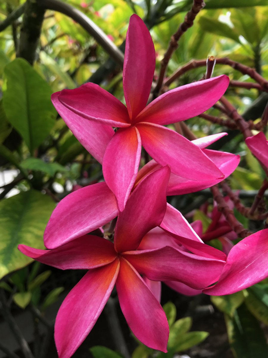 2024年1月から記名記事の執筆が可能で、
・フラをやっている
・フラに興味がある
・レイメイキングできる
・フラの聖地に行ってみたい
・メリモナークに行ったことがある
・フラの聖地やヒロの街を巡るツアーのガイドさんにインタビューしたい

こんな「ライター」さんを本気で探しています😆🔥🔥