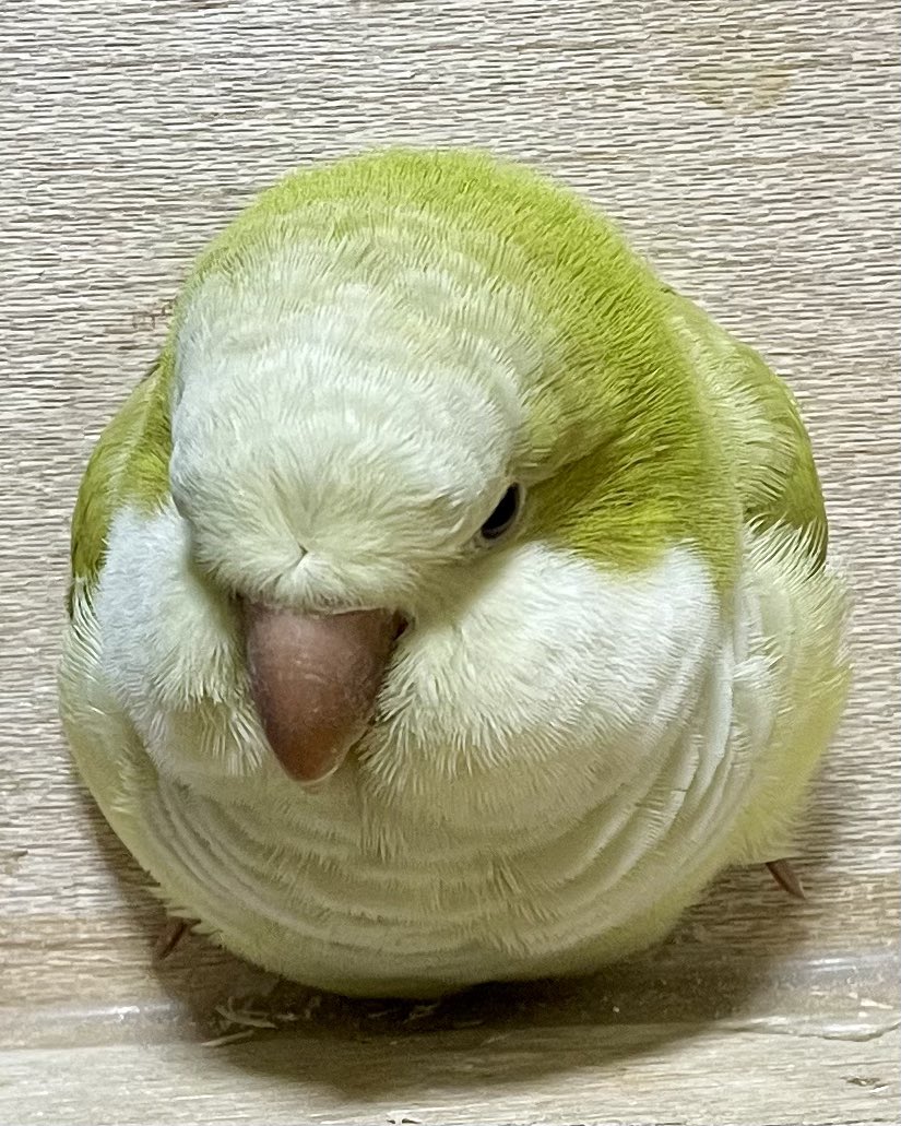 まん丸ジャストフィット😆👌
#オキナインコ
#quaker parakeet