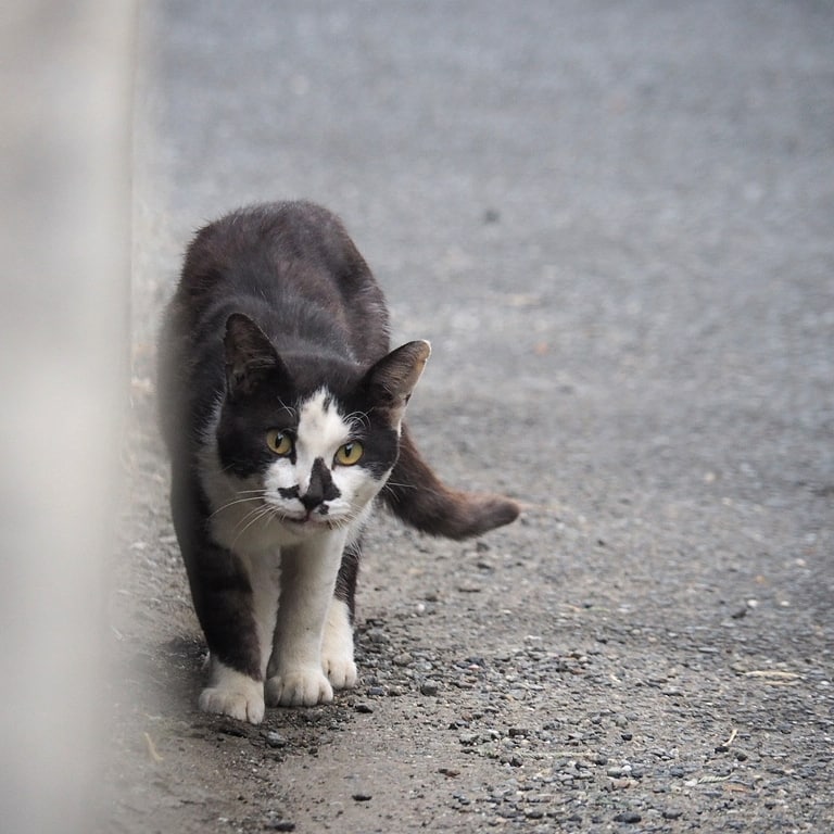 cider_73's tweet photo. お鼻の模様🐈‍⬛

#猫 #猫写真 #外猫 #にゃんこ https://t.co/3174fhWzde
