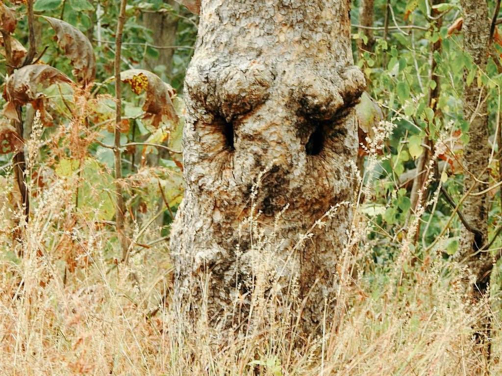 protectwildlife's tweet photo. When a #tree has a face !? Or is it pareidolia
#TreeFace #TreeOfTheDay #nature https://t.co/luGDFpAWlG