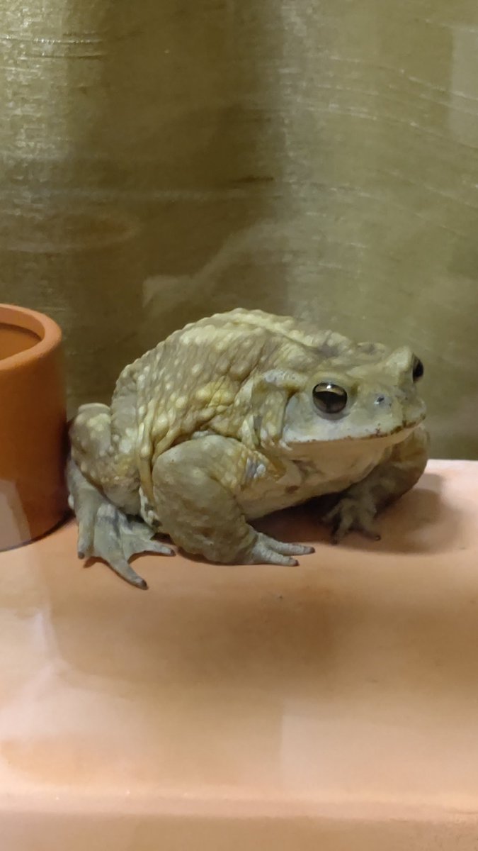 みっち(写真:日本唯一の狛猫さん) tweet media