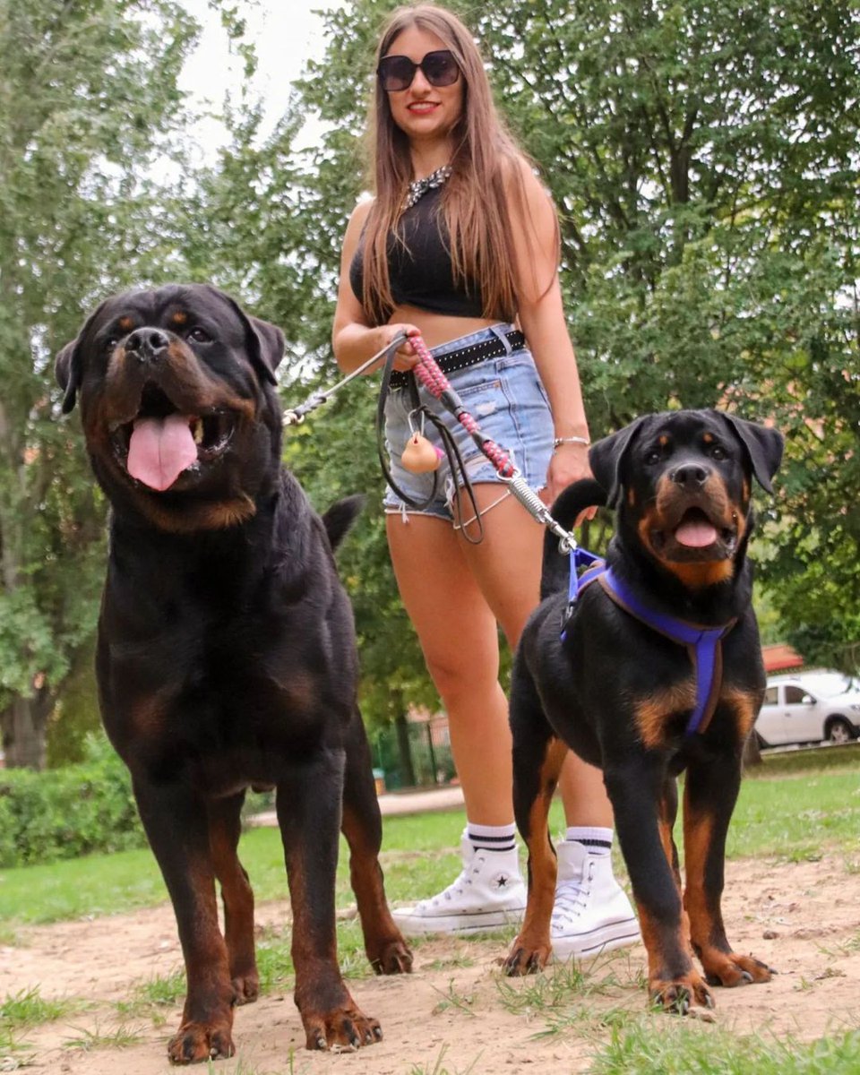 rottweiler7633's tweet photo. Gorgeous picture ❤️ https://t.co/lcbQbfeZ3V