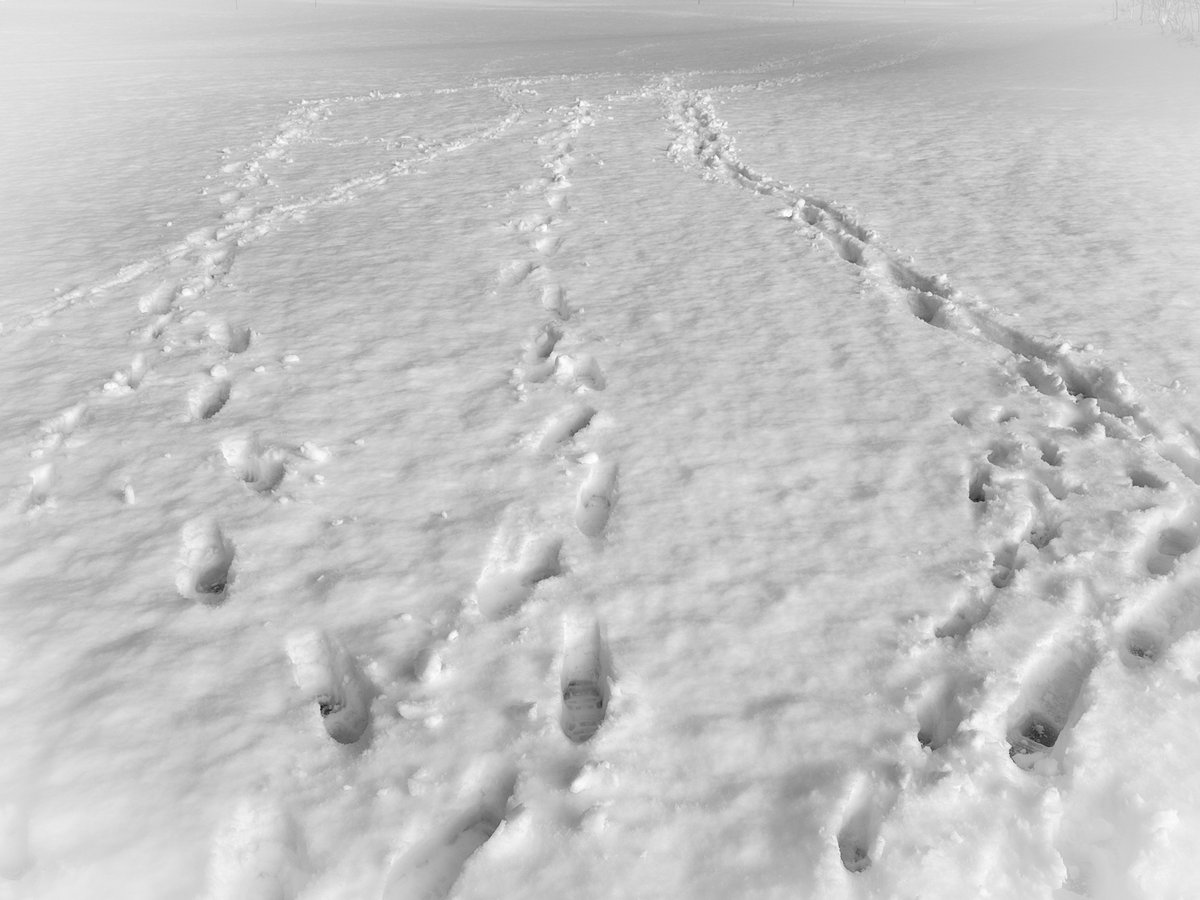 KenrickFischer's tweet photo. Morning stroll

#Vermont #Snow #photography https://t.co/fwDMsiGVci
