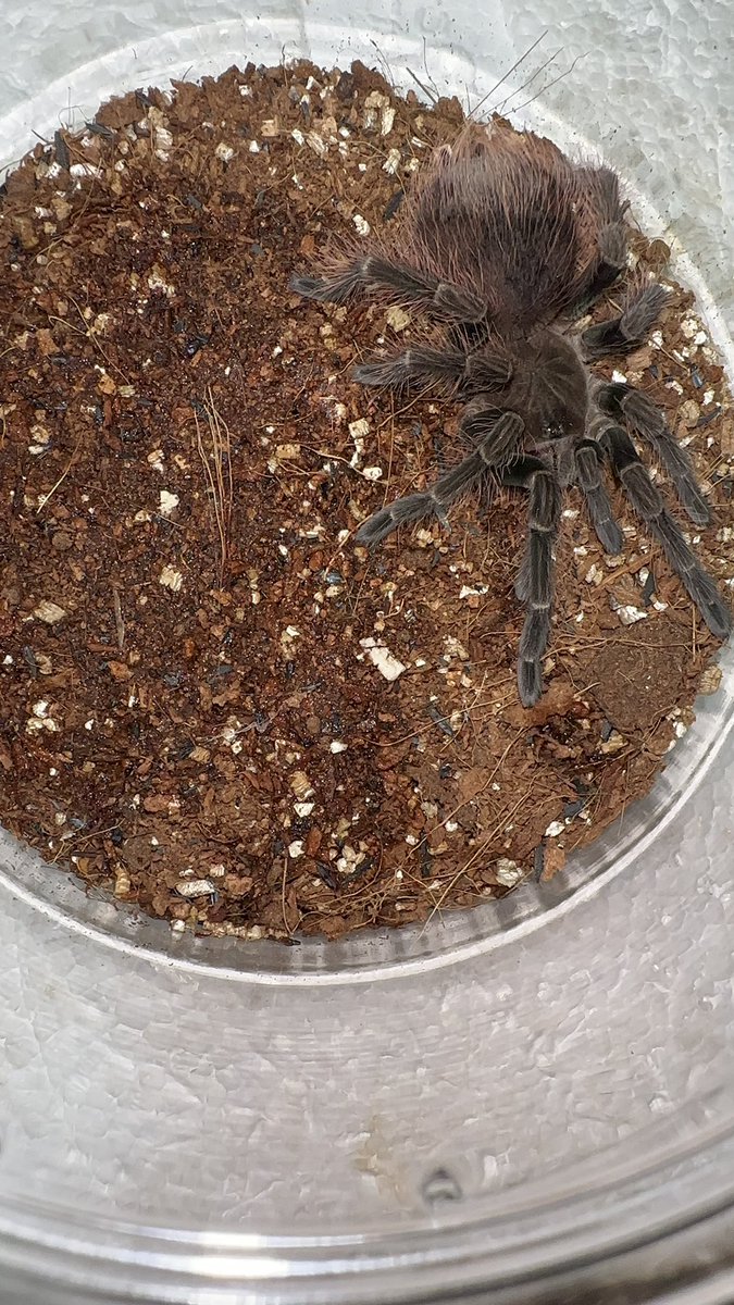 マスカラバードイーター