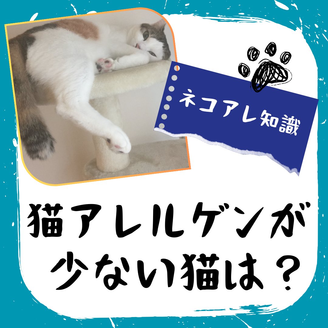 猫アレルギーだけど猫飼ってます