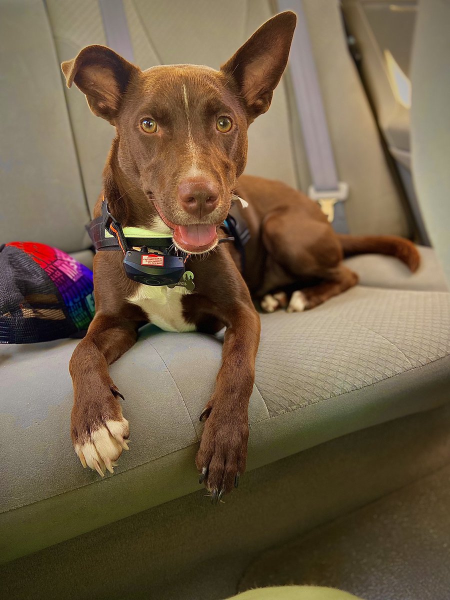 samturtleboi's tweet photo. @YBLSuits Ibizan hound❤️❤️❤️ https://t.co/zhAa7MSGkq