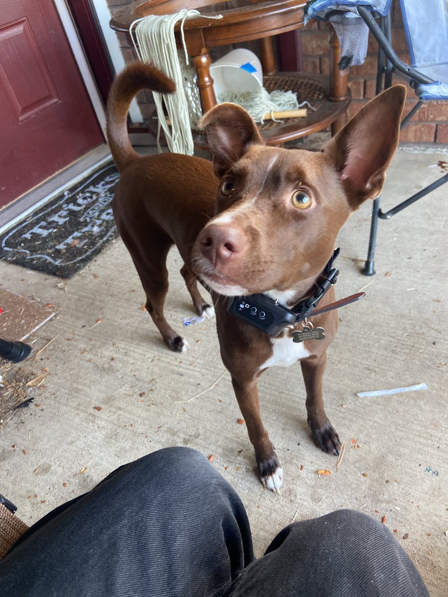 samturtleboi's tweet photo. @YBLSuits Ibizan hound❤️❤️❤️ https://t.co/zhAa7MSGkq