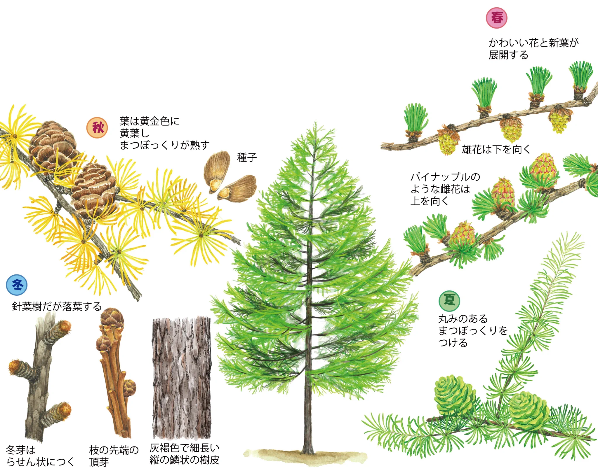 農林水産省 on X: 