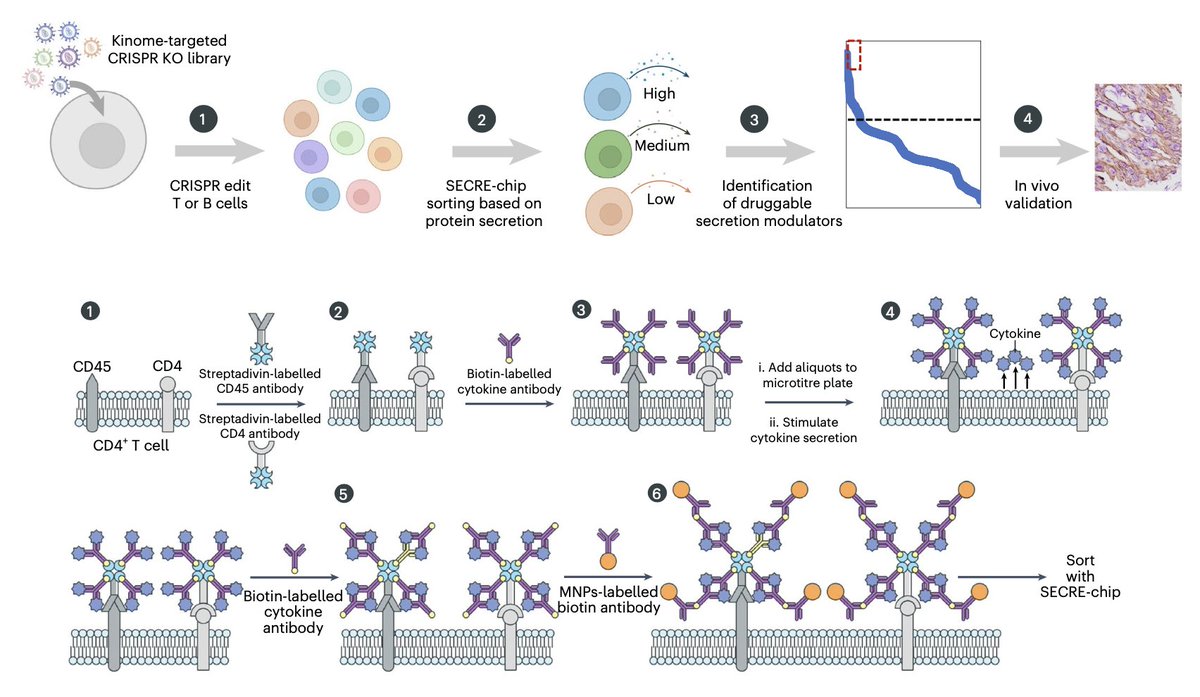 natBME's tweet photo. Identification of druggable regulators of cell secretion via a kinome-wide screen and high-throughput immunomagnetic cell sorting

https://t.co/87KLX3xnOS https://t.co/FRMhJPqD2W