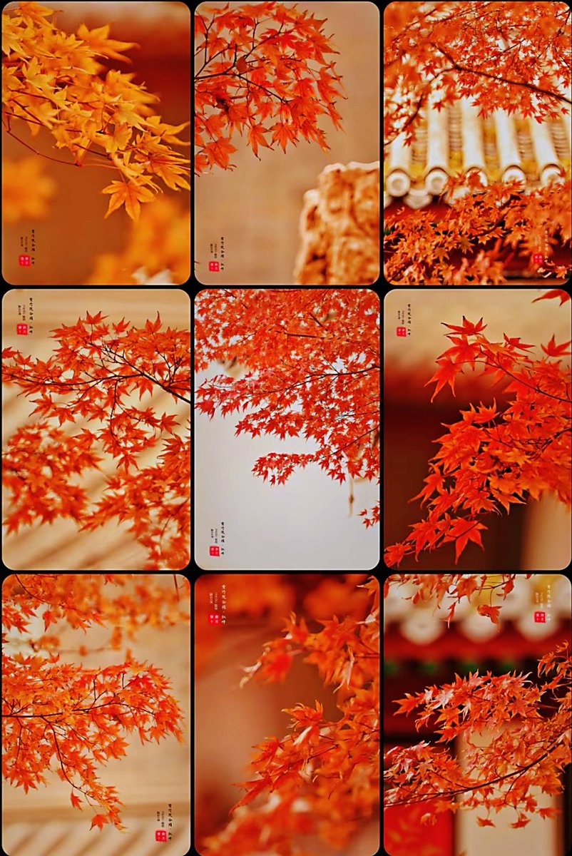 🇨🇳Red maple in Zizhuyuan, Beijing, China.
🍁紫竹苑红枫，醉了流年，美了岁月， 暖了冬天，带来 喜悦😘💯