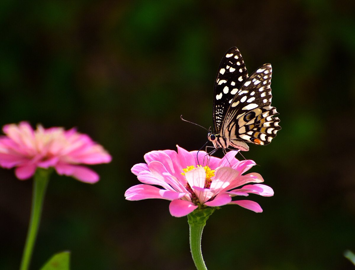 chandanaroy24's tweet photo. Butterflies just love zinnias.
#PlainTiger #LimeButterfly #BluePansy #BlueSpottedArab #TitliTuesday #butterflies #nature #TwitterNatureCommunity #natgeoindia #BBCWildlifePOTD #IndiAves #zinnia #FlowerReport https://t.co/36qsIUek24