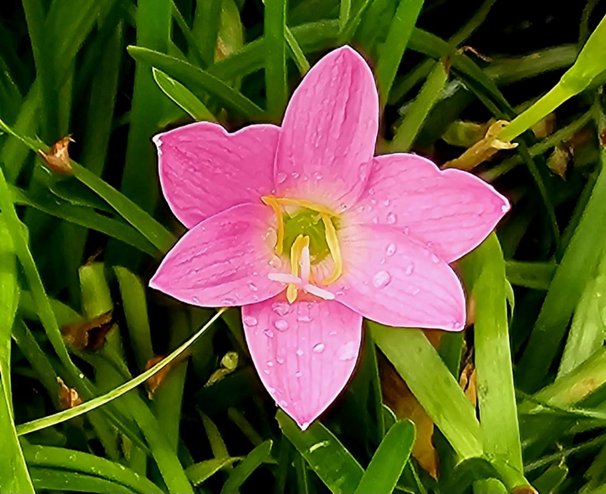 dreamyardflower's tweet photo. Zephyranthes rosea, commonly known as "cuban zephyrlily", "rosy rain lily", "rose fairy lily", "rose zephyr lily" and "pink rain lily". They are widely cultivated as ornamentals.
#rainlily #flowers #gardenideas #dreamyardflowers #Zephyranthesrosea  #tropicalflowers #DYF https://t.co/ifJUupXw0R