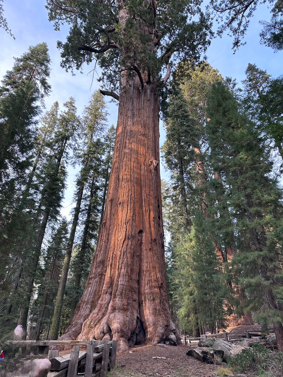 elMagnanimous1's tweet photo. This place was simply amazing!! #sequioa #giantforest #CA https://t.co/JchdJCvaKF