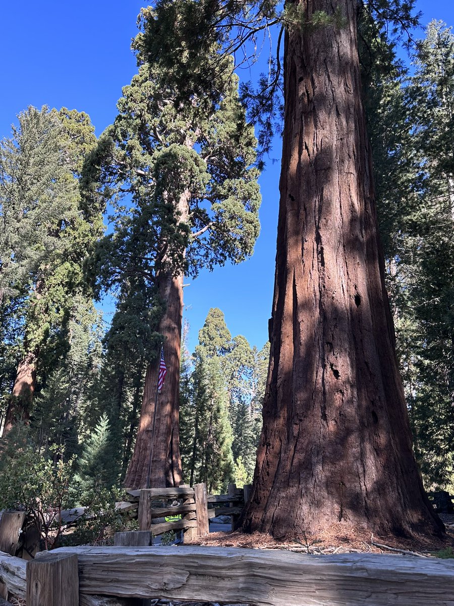 elMagnanimous1's tweet photo. This place was simply amazing!! #sequioa #giantforest #CA https://t.co/JchdJCvaKF