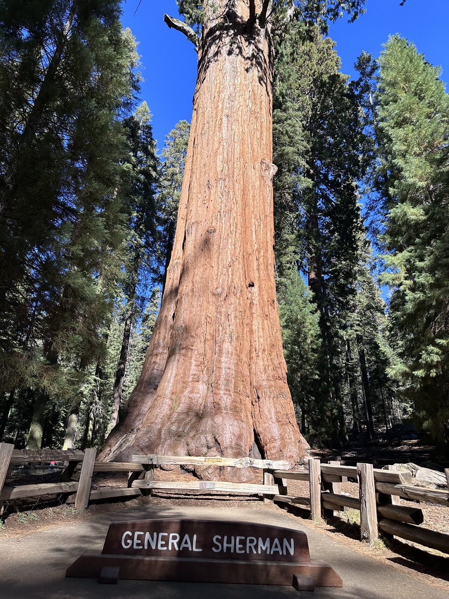 elMagnanimous1's tweet photo. This place was simply amazing!! #sequioa #giantforest #CA https://t.co/JchdJCvaKF