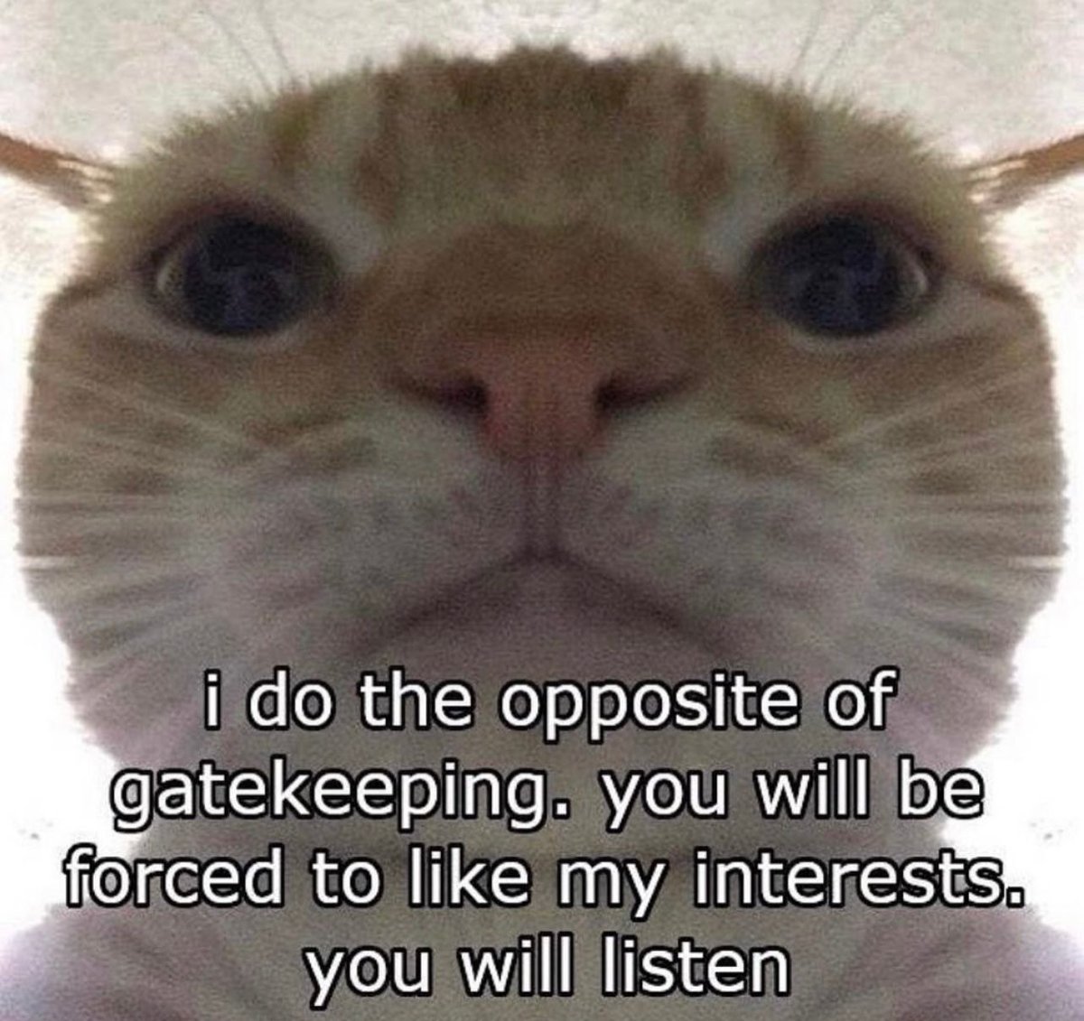 Posts Of Cats (@postsofcats) on Twitter photo 