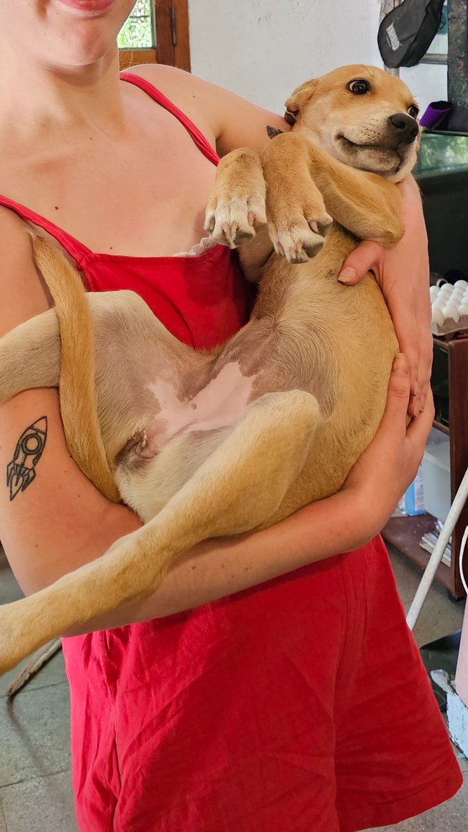 Hola amiguitos de Unquillo/Río Ceballos 
Se perdió ARENA es la perrita de mi hermano mas chico 
Y necesito porfis si me ayudan a difundir la foto 🙏🏼 
La última vez que se la vio fue el día sábado al rededor de las 12:30hs en el patio sierras