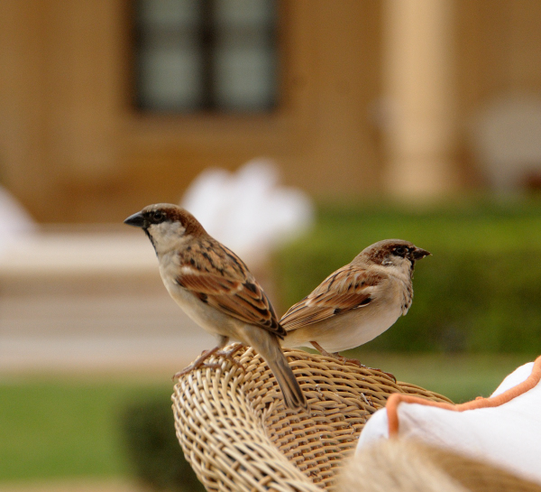 Sparrow #IndiAves #Birds #nature #wildlifephotography #Photography #BackyardBirds