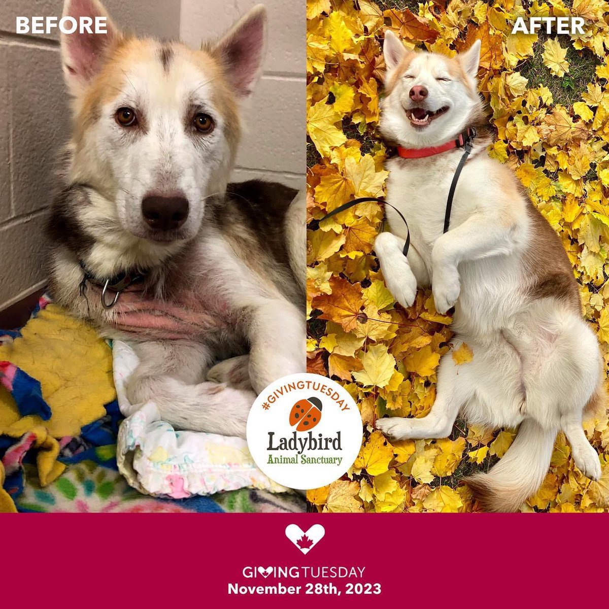 Giving Tuesday is almost here! Your donation can put a smile on the face of a rescued animal like Hannah! 
Visit our website to see all the ways you can help our rescue efforts and make a difference in the lives of animals in need. 
ladybirdanimalsanctuary.com

#givingtuesday