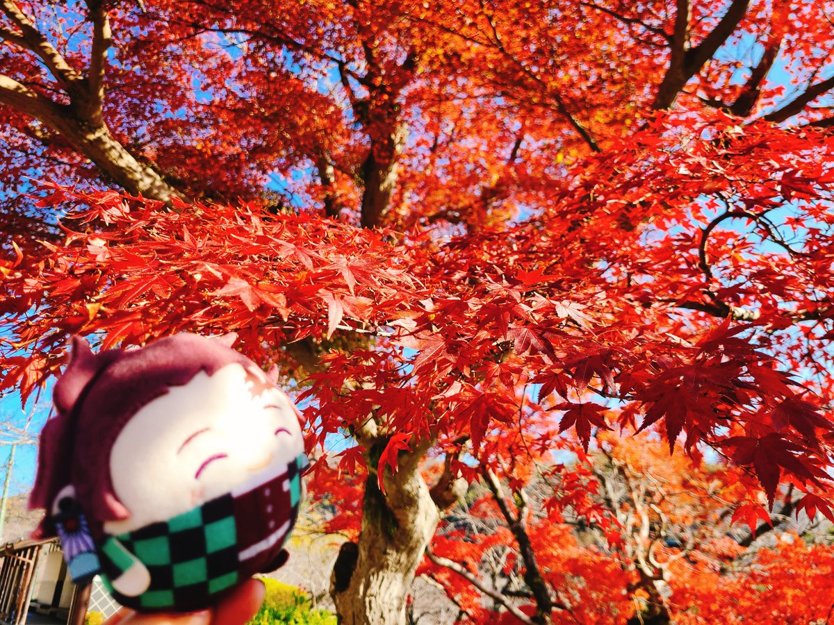 kamado tanjirou outdoors tree autumn leaves closed eyes autumn 1boy sky  illustration images