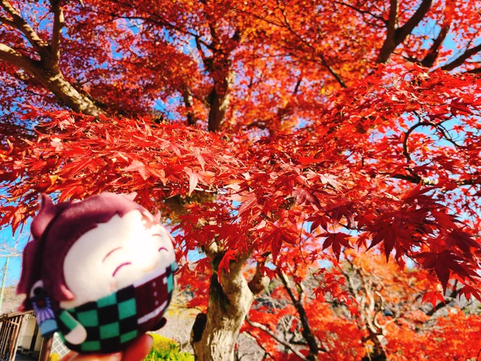 HAVE A NICE FUWA-DAY(っ`•◡•'c)(っ◜◡◝ c) 