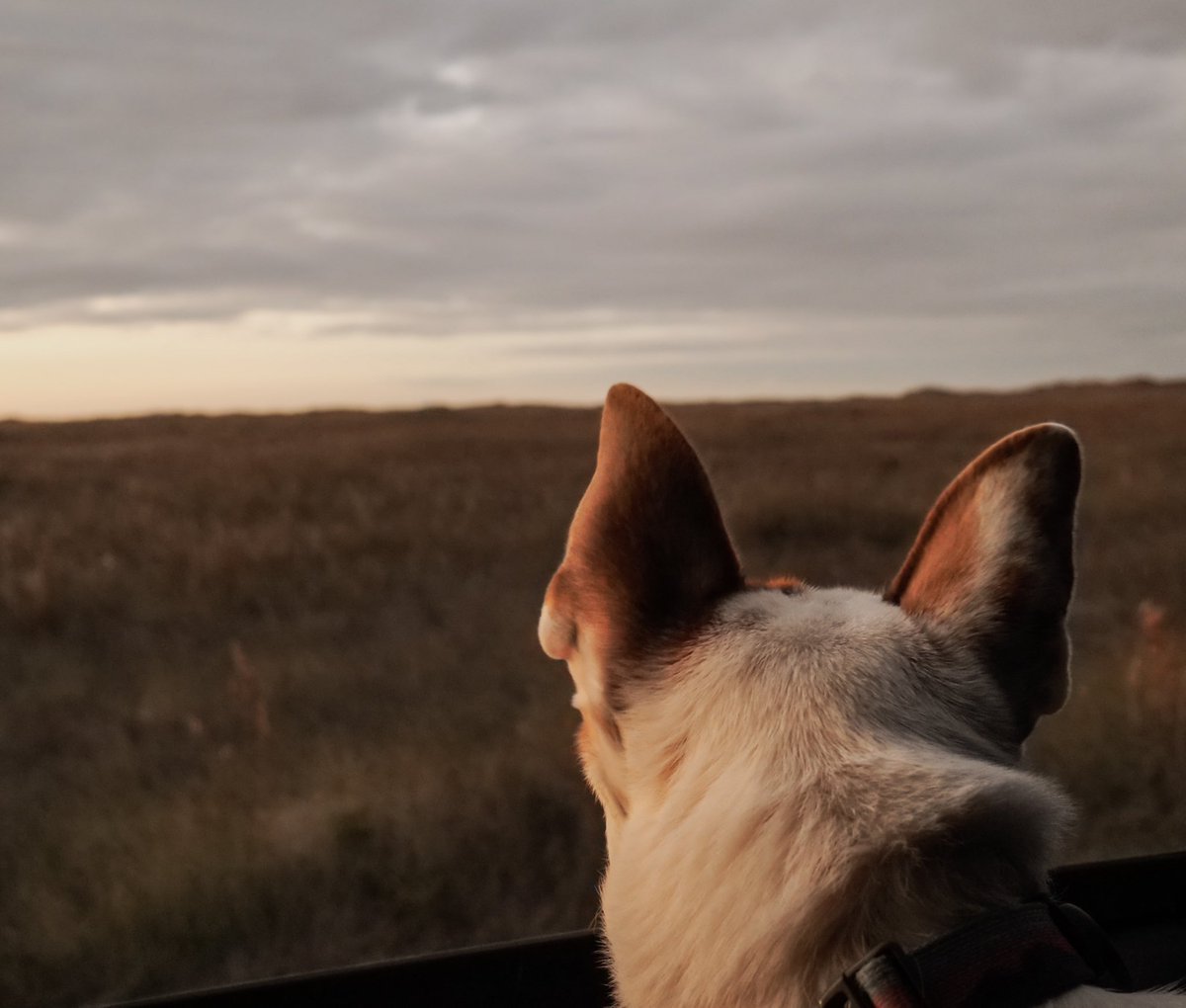 adventuresofkel's tweet photo. For Thanksgiving, the ocean beckoned and I headed to @PadreIslandNPS! It was truly spectacular. I’m not sure I’ve ever watch such a stunning sunrise over the water, sunsets, sure but not a sunrise. Plus Gus’ first time to the ocean! #optoutside #findyourpark #lumix #lumixg9 https://t.co/WgM8Trxwro