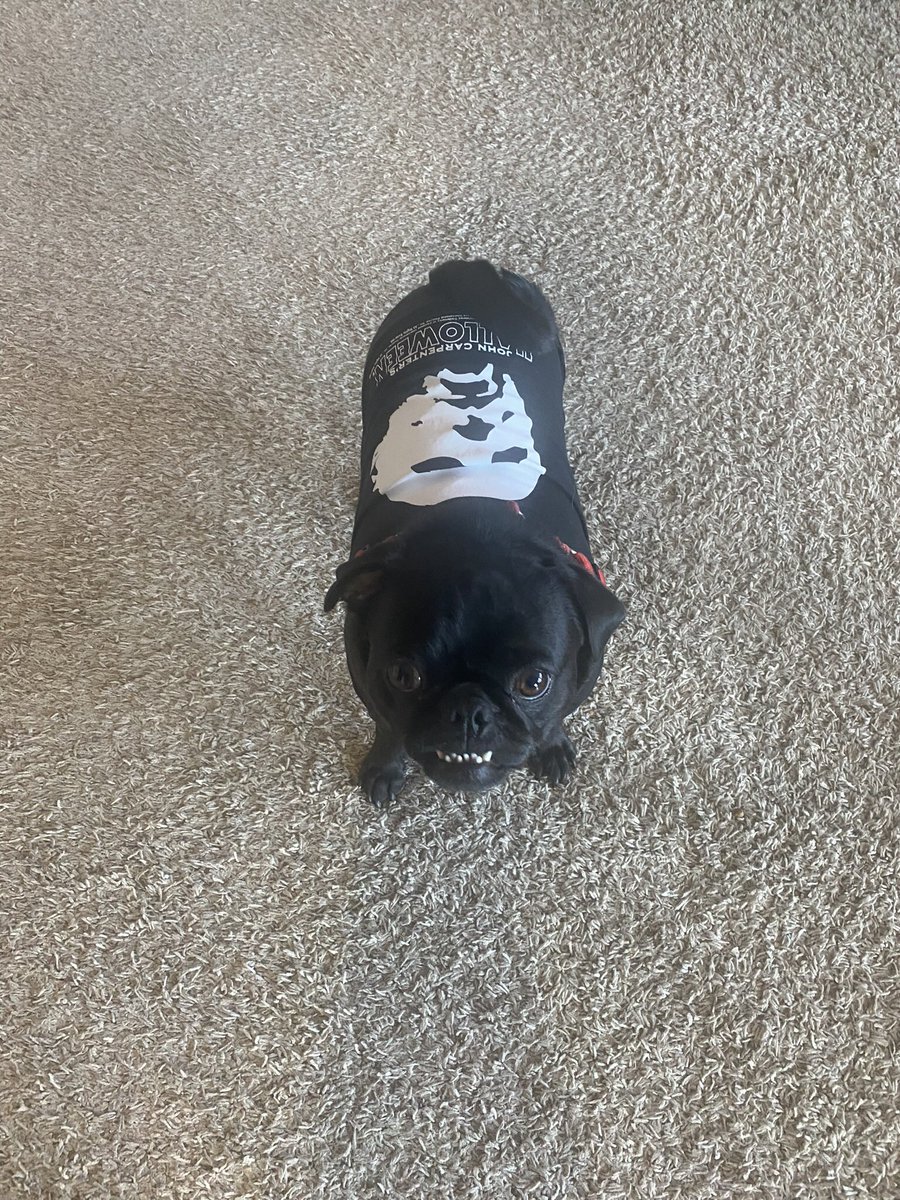 tamzilla's tweet photo. @PuppiesIover @VanLathan https://t.co/e8V4WhKzL4