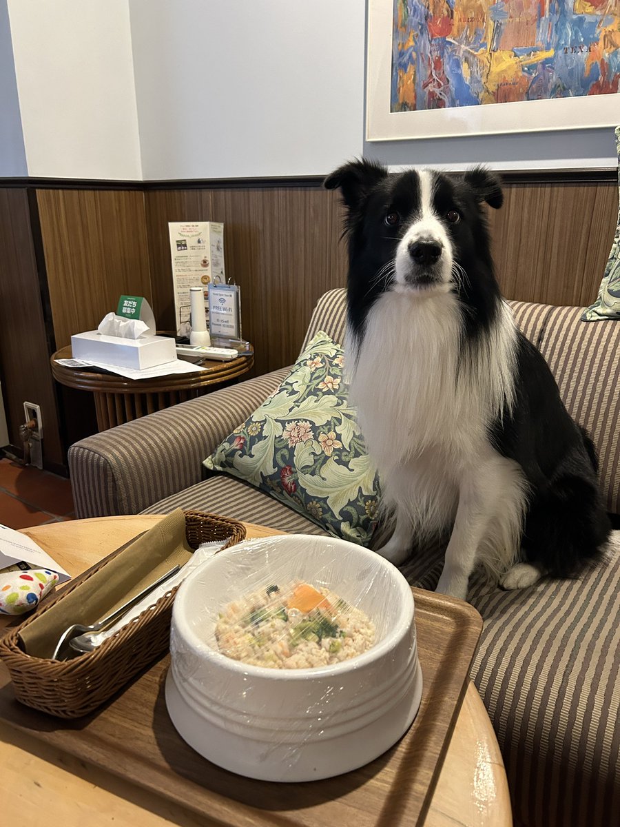 Rion_Border's tweet photo. りおん、初めてのお泊まり。
そして、26日は先住犬りんの命日でした。

🐶凛ねぇちゃんも一緒にいたよね！楽しかったよ！

#ボーダーコリー #犬との暮らし #フジプレミアムリゾート https://t.co/aPvaELOqTP