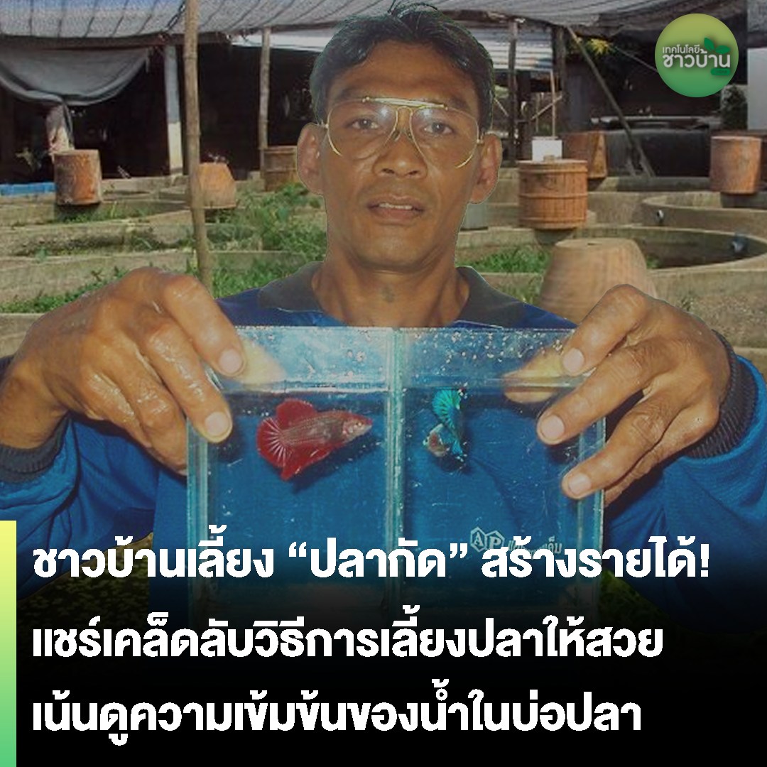 เทคนิคเพาะปลากัดให้สวยงามจาก คุณอนัน ใยเย็น ชาวบ้านนครสวรรค์ เจ้าของฟาร์มปลากัด ที่เลี้ยงปลากัดเป็นอาชีพหารายได้มานานกว่า 10 ปี จนขยายอาชีพเลี้ยงปลากัดเป็นจำนวน 180 บ่อ จำหน่ายทั้งปลีกและส่ง ในเขตจังหวัดนครสวรรค์ 
.
อ่านเพิ่มเติมได้ที่ : shorturl.asia/upeya
#เทคโนโลยีชาวบ้าน
