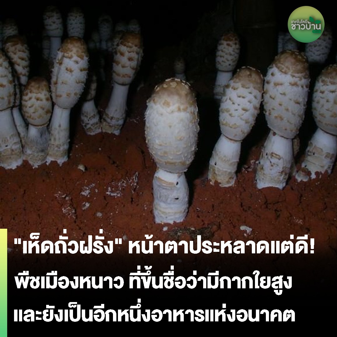 "เห็ดถั่วฝรั่ง" บางคนอาจจะรู้จัก หรือคุ้นหูมาบ้าง เพราะมีอยู่ช่วงหนึ่งที่เห็ดชนิดนี้ถูกพูดถึงอยู่บ่อยๆ เพราะว่ามันเป็นเห็ดเมืองหนาว
.
อ่านเพิ่มเติมได้ที่ : shorturl.asia/7t4UN
#เทคโนโลยีชาวบ้าน #technologychaoban